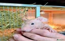 Guinea Pig rodents for sale: Skinny Pig Males - Image 7