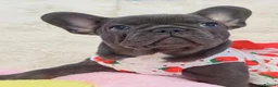 French Bulldog dogs for sale: Beautiful french bulldog  in Derby - Advert 3