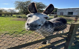 Donkey livestock for sale: Dolly and Moose, lovely Jenny donkeys - Image 4
