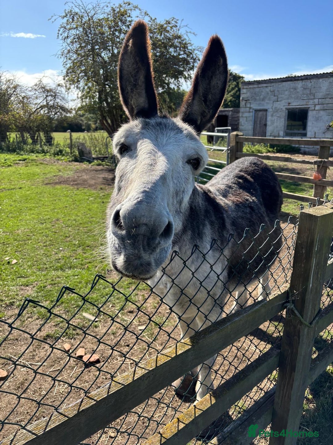 Donkey livestock for sale: Dolly and Moose, lovely Jenny donkeys - Image 4