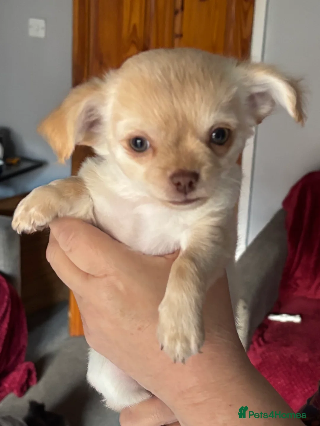 Chihuahua dogs for sale: Only 3 KC Registered perfect boys available  - Advert 22