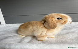Mini Lop rabbits for sale: Stunning mini lops  - Image 16
