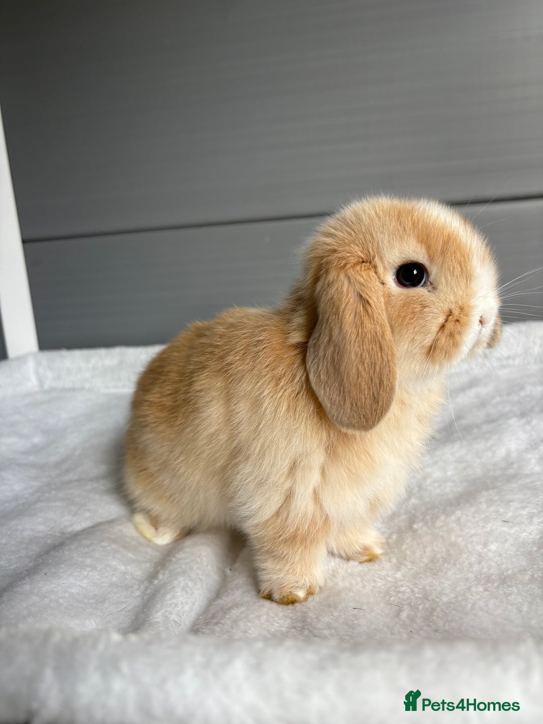 Mini Lop rabbits for sale: Stunning mini lops  - Image 16