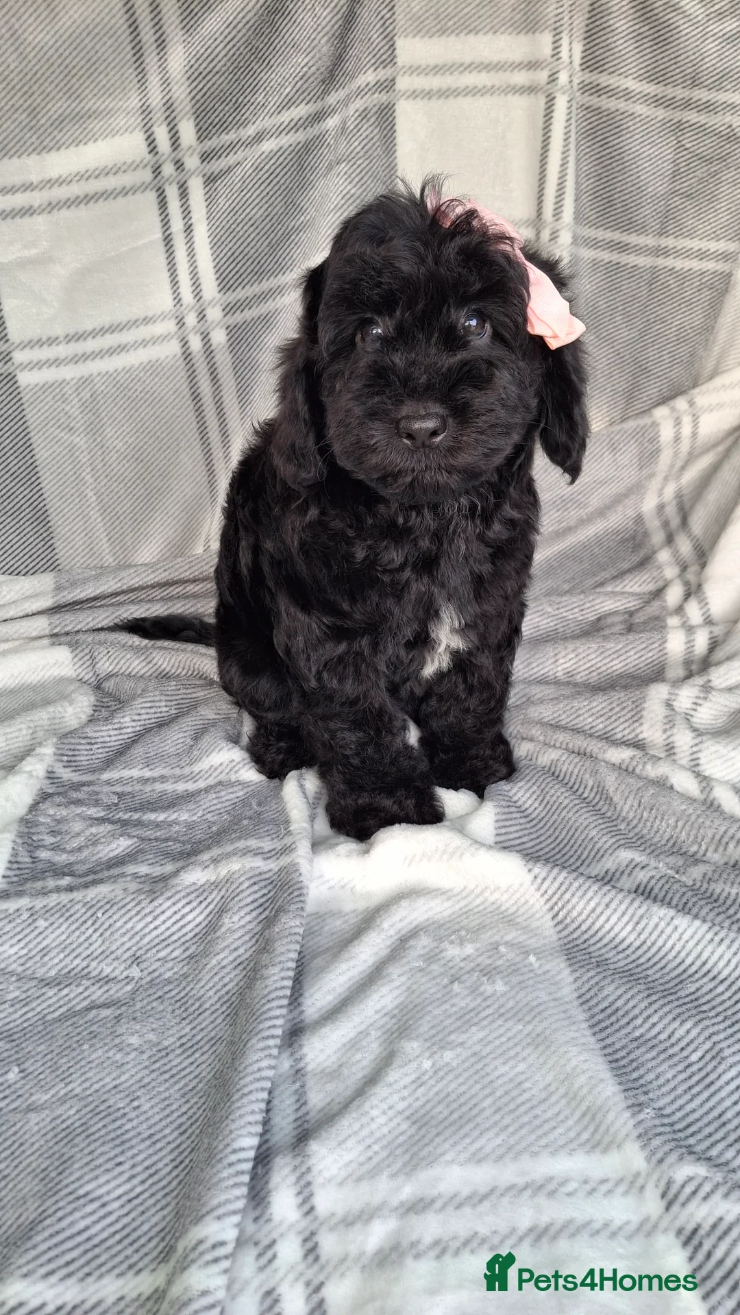 Sproodle dogs for sale: Adoreable f1b miniature sproodle puppies. - Advert 15