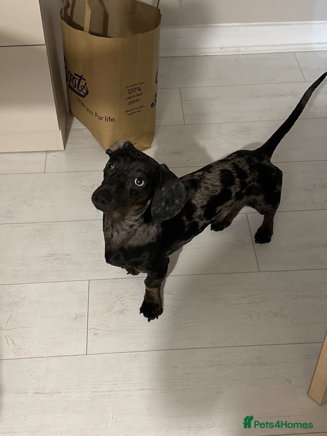 Miniature Dachshund dogs for sale: Otis is looking for new home - Advert 2