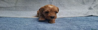 Cavapoo 7