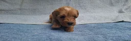 Cavapoo dogs for sale: Beautiful cavapoo puppies  - Advert 4