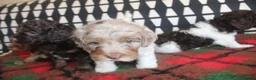 Cockapoo dogs for sale: Cockapoo babies ready from 31st August - Advert 9
