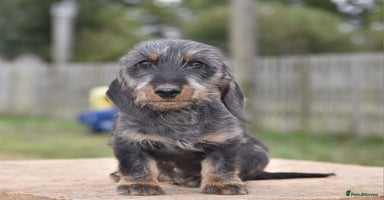 Dachshund dogs - Advert 12