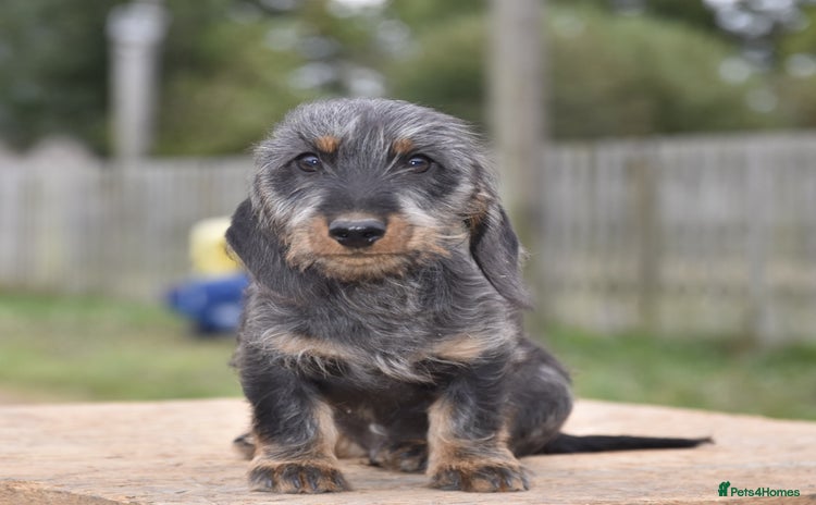 Dachshund dogs - Advert 9