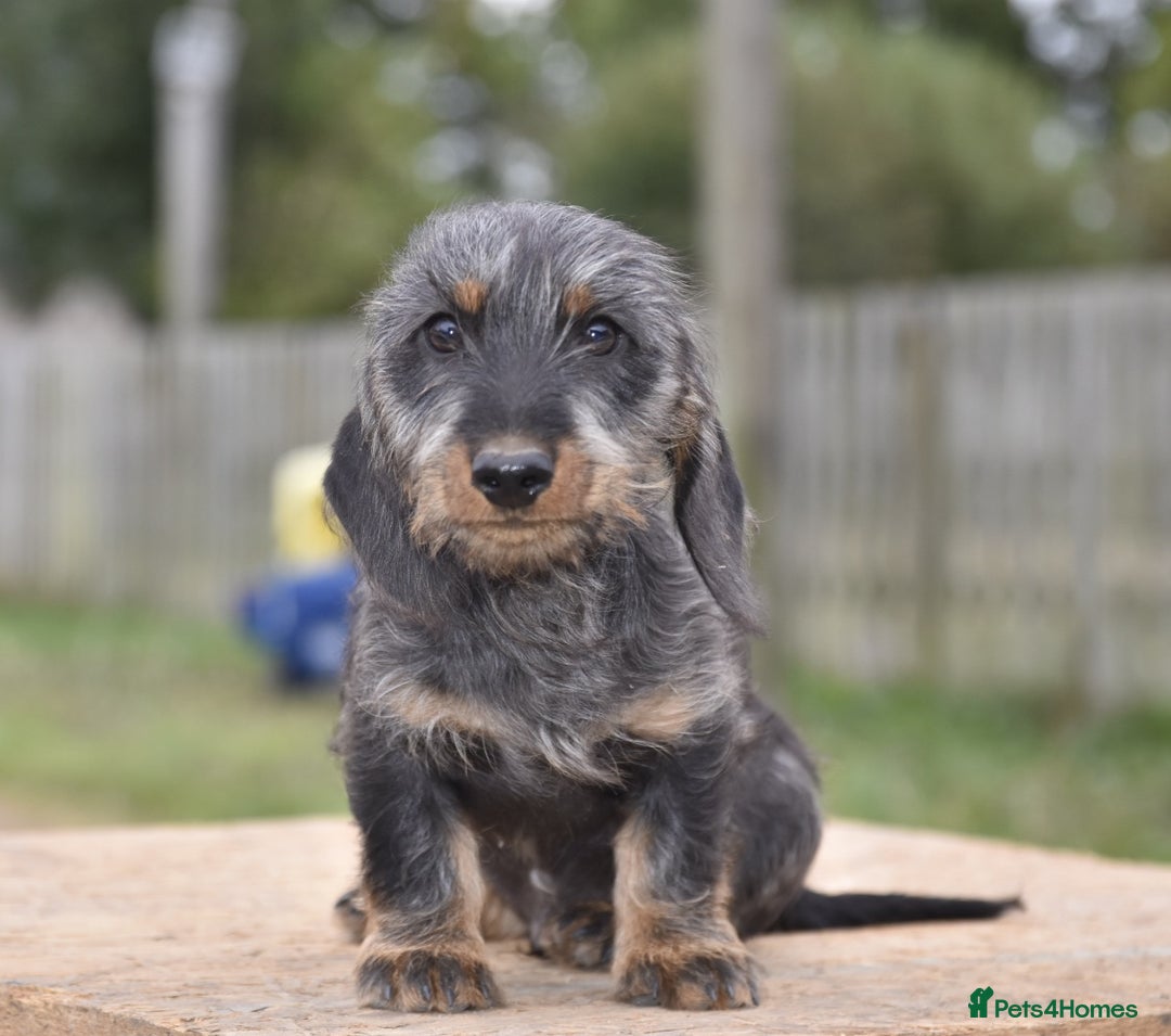 Dachshund dogs for sale: Ready to leave - Wire-haired dachshund pups - Image 1