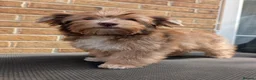 Yorkshire Terrier dogs for sale: Rare Biewer Yorkie puppies\Pedigree  - Advert 19