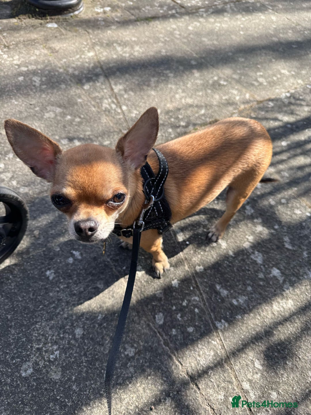Chihuahua dogs for sale: 2 year old short hair Chihuahua  - Image 4