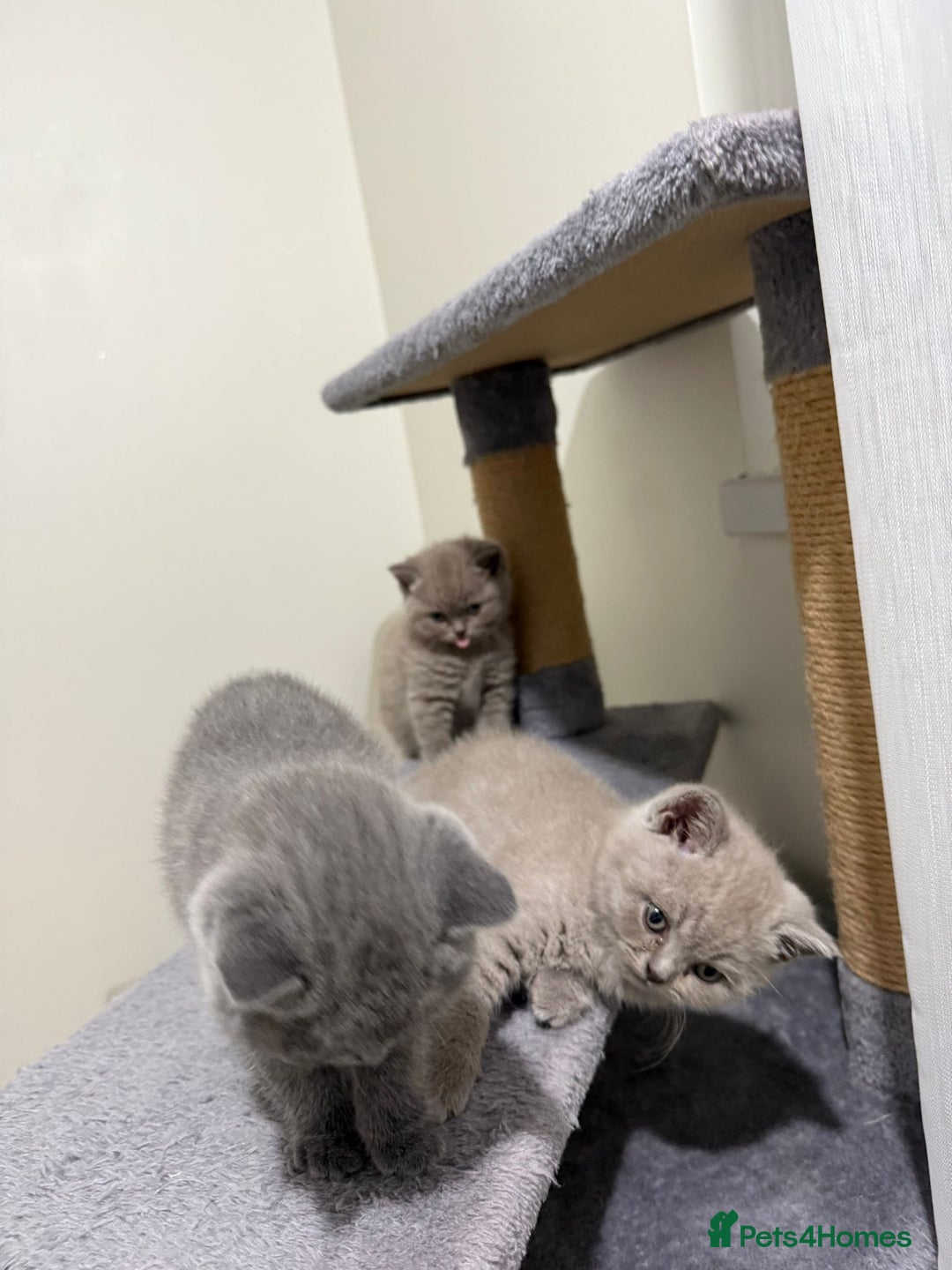 British Shorthair cats for sale: British shorthair kitten - Advert 11