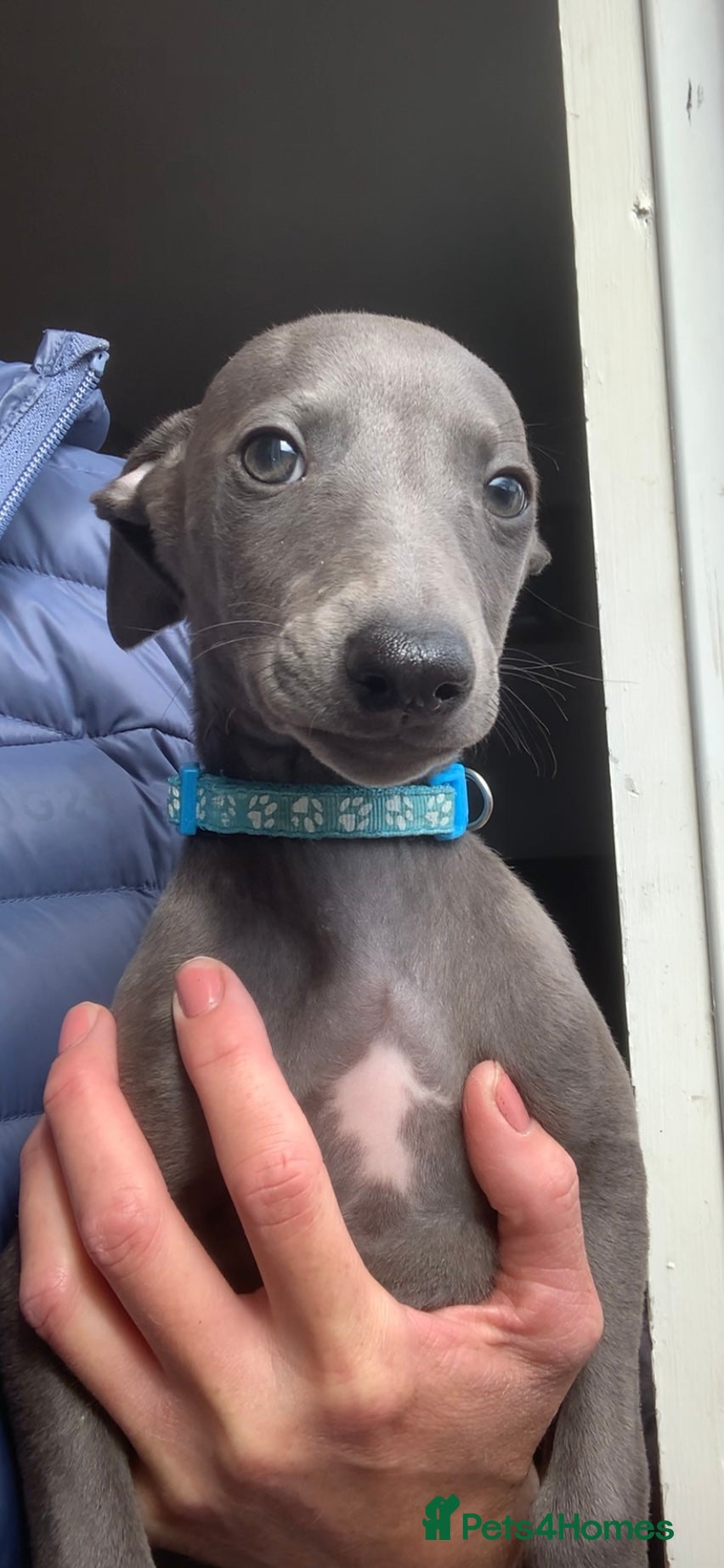Whippet dogs Blue Kennel Club Registered Whippet pups - Advert 1