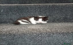 Mixed Breed cats for sale: Ragdoll mix tuxedo kittens - Image 13
