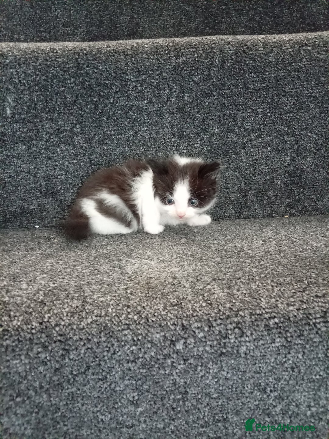 Mixed Breed cats for sale: Ragdoll mix tuxedo kittens - Image 13