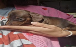 Miniature Dachshund dogs for sale: MAGNIFICENT MINIATURE DACHSHUND PUPPIES FOR SALE - Image 3