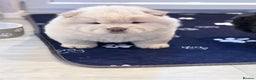 Chow Chow dogs for sale: Blue and Cream carry Tan ChowChow puppies  - Advert 6