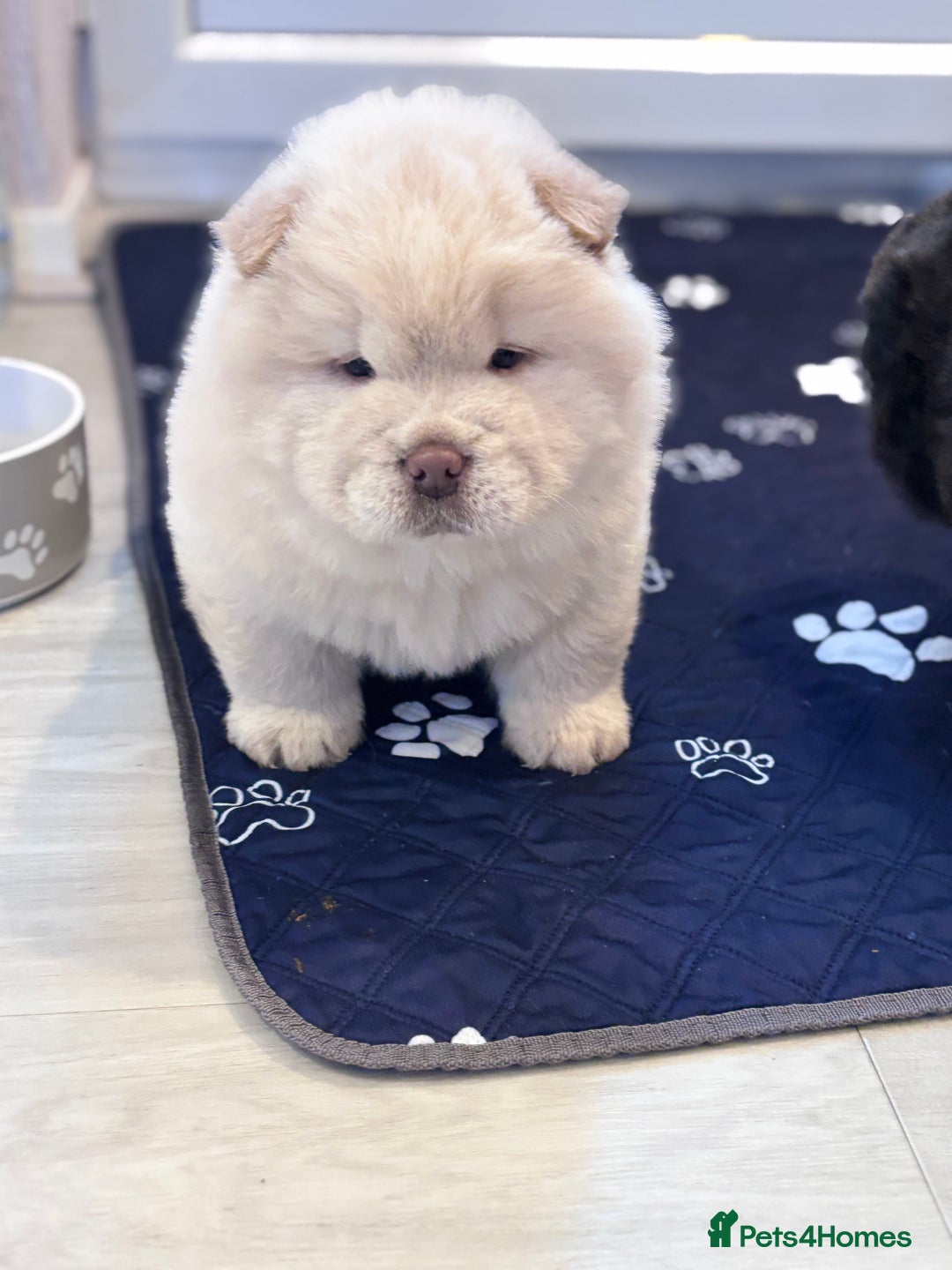 Chow Chow dogs for sale: Blue and Cream carry Tan ChowChow puppies  - Advert 6