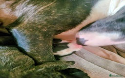 English Bull Terrier dogs for sale: ENGLISH BULL TERRIER,LITTER DUE 8TH OCTOBER  - Image 9