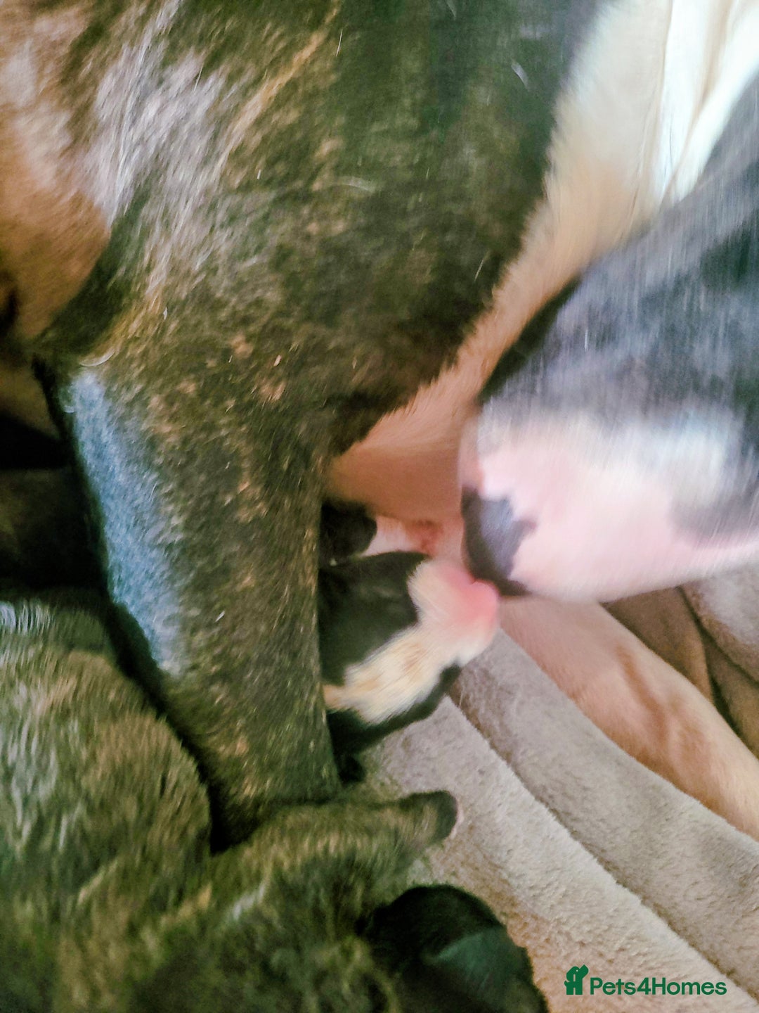 English Bull Terrier dogs for sale: ENGLISH BULL TERRIER,LITTER DUE 8TH OCTOBER  - Image 9