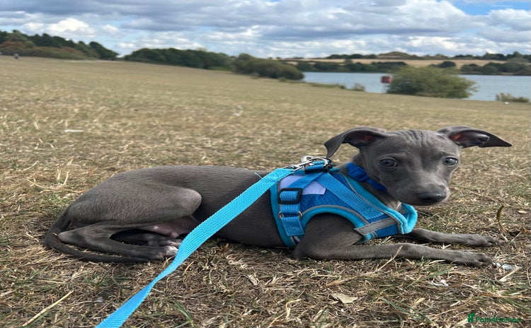 Italian Greyhound dogs - Advert 1