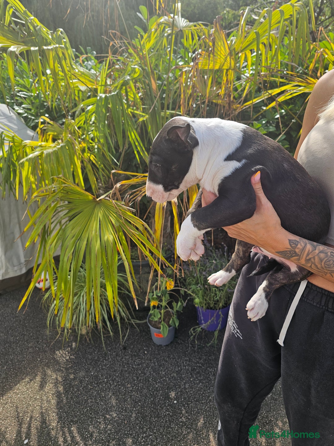 English Bull Terrier dogs for sale: English bullterrier pups for sale  - Image 23