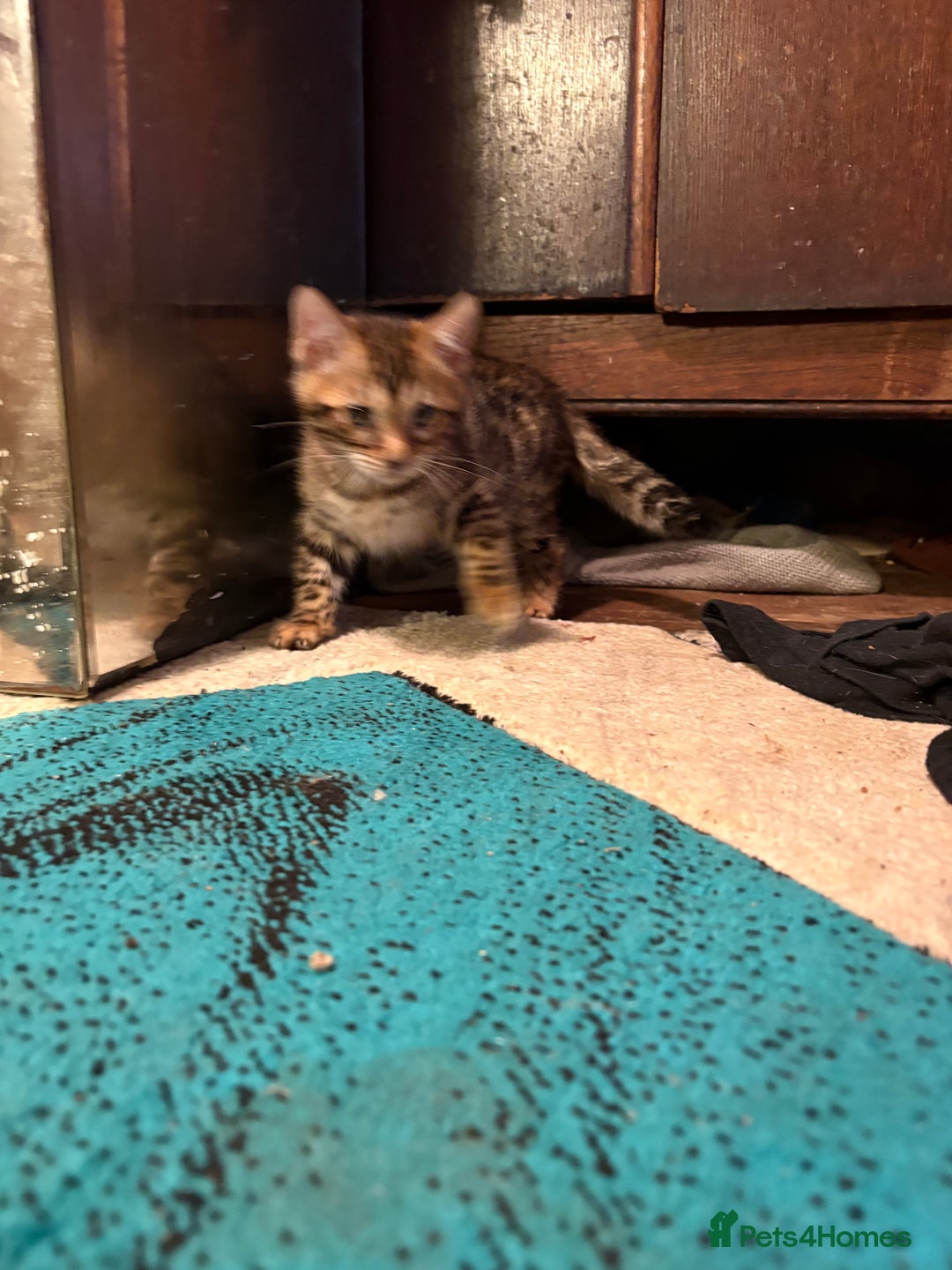 Bengal cats for sale: Pedigreed/registered Bengal kittens - Advert 9