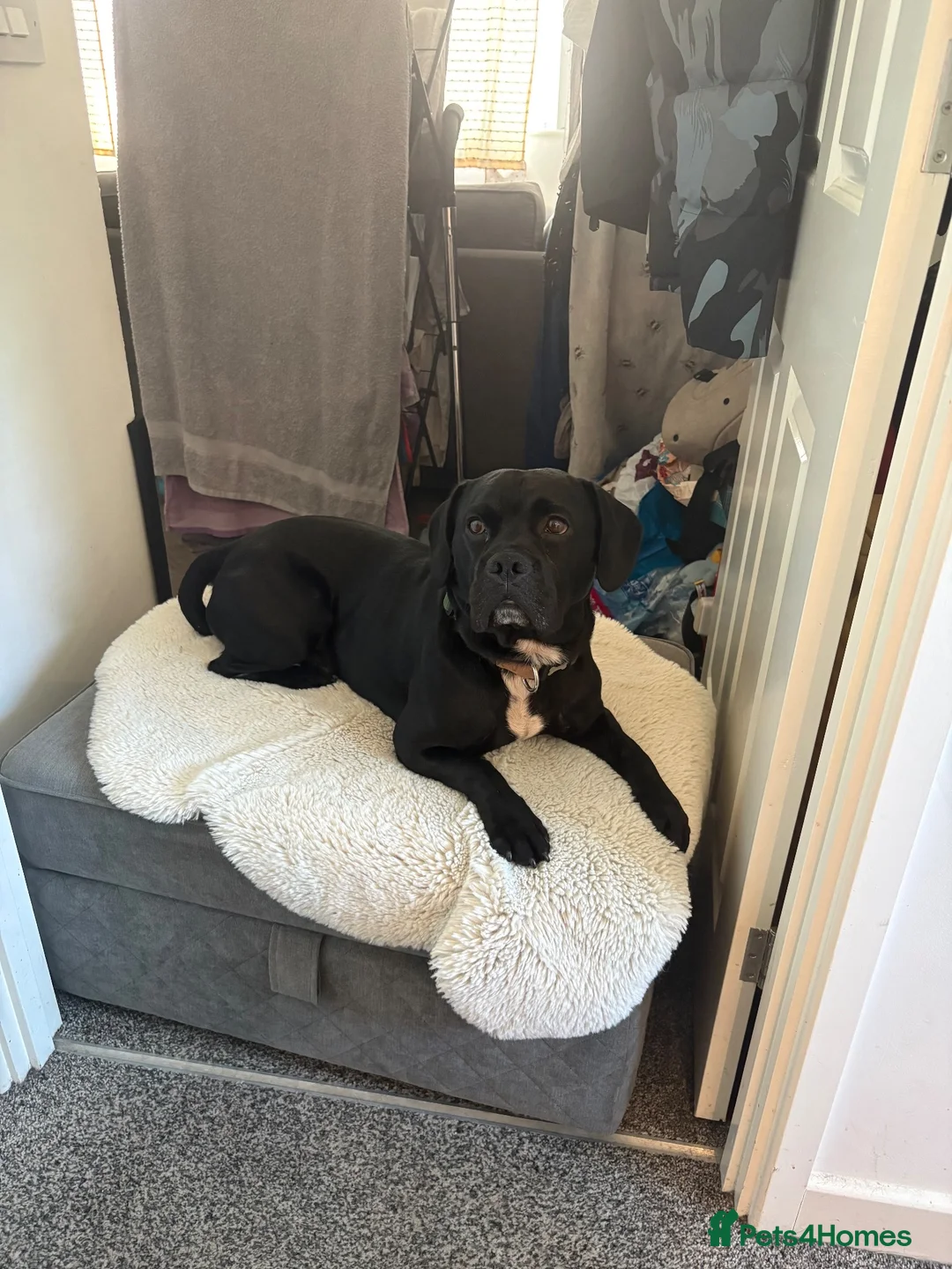 Mixed Breed dogs for sale: Rocky  - Advert 1