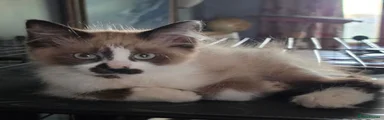 Siberian 4