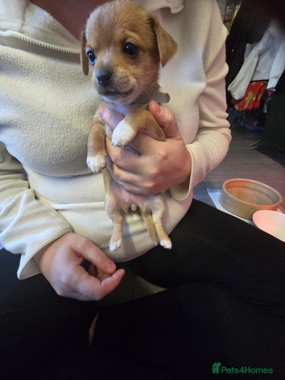 Mixed Breed dogs for sale: Beautiful Jack Russel X Chihuahua  - Advert 5