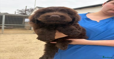 Newfypoo dogs - Advert 4