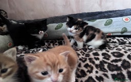 Bengal cats for sale: Beautifull kittens for sale - Image 27