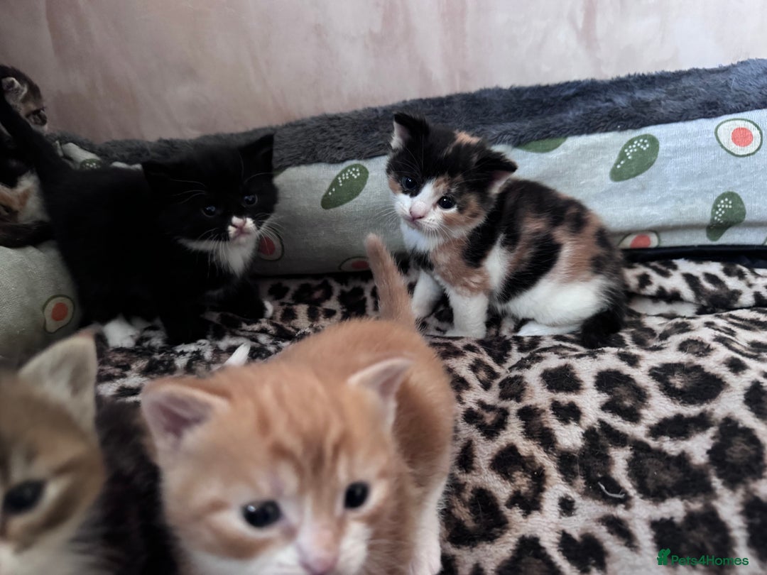 Bengal cats for sale: Beautifull kittens for sale - Image 27