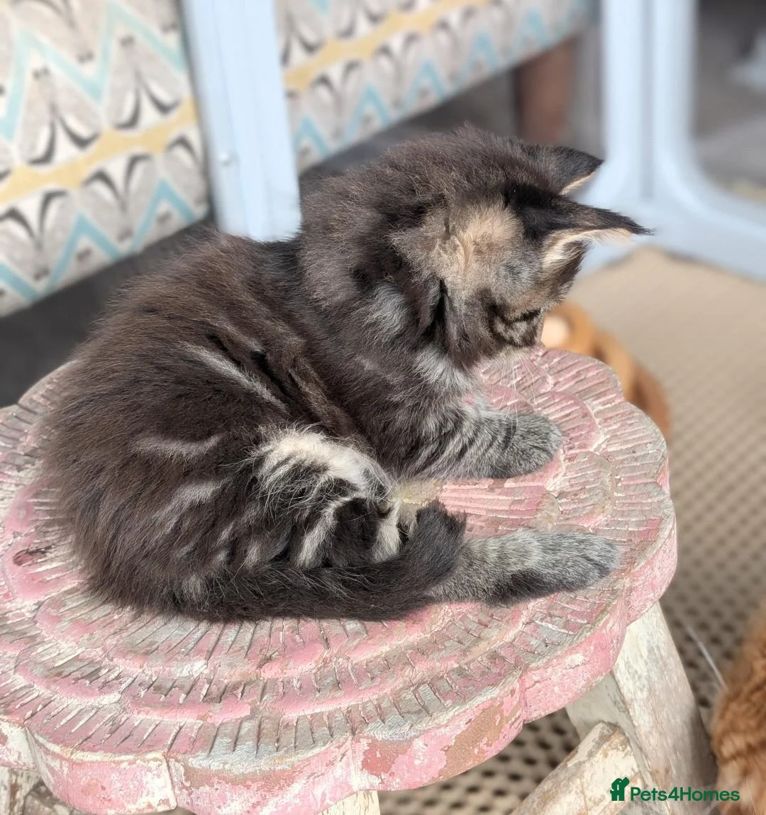 Maine Coon cats for sale: Chunky loveable Maine Coon Boy - Advert 2