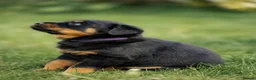 Rottweiler dogs for sale: Stunning Chunky Rotweillers from fantastic parents - Advert 8