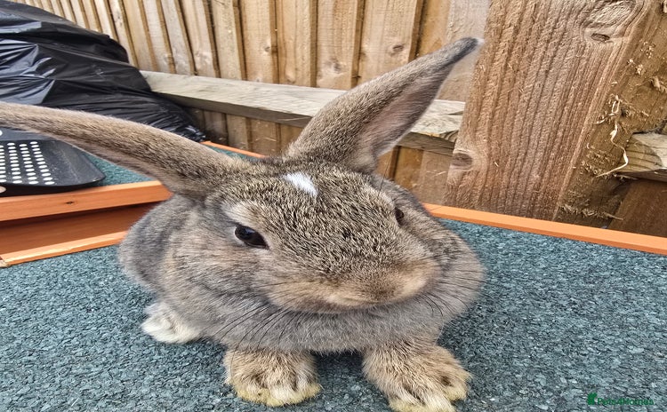 Dwarf Lop rabbits - Advert 2