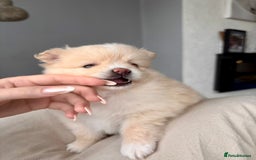 Pomeranian dogs for sale: 4 Beautiful puppies for Sale!!1 Boy and 3 Girls  - Image 5