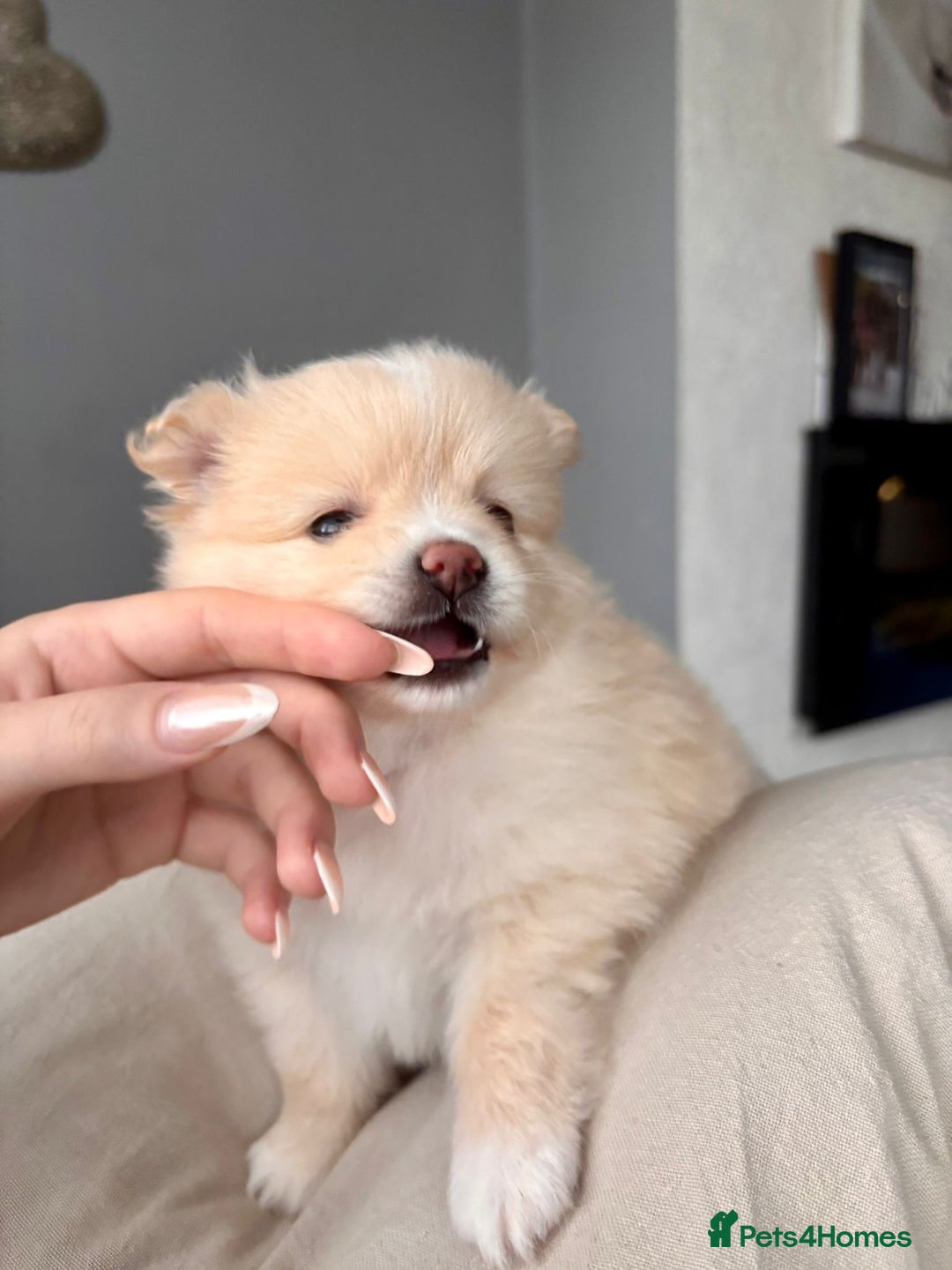 Pomeranian dogs for sale: 4 Beautiful puppies for Sale!!1 Boy and 3 Girls  - Image 5