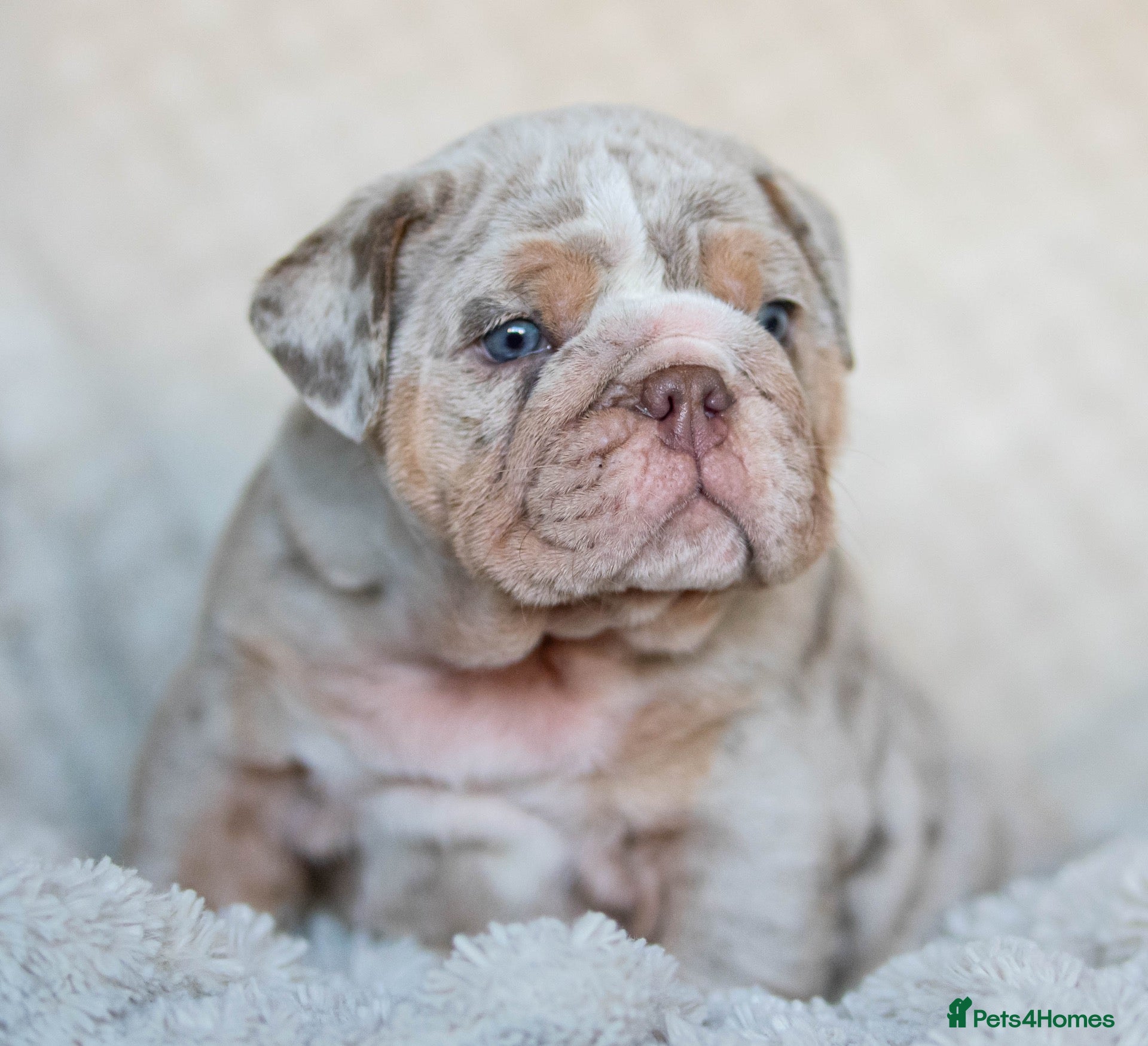 English Bulldog dogs English bulldog puppies ready to leave  - Advert 2
