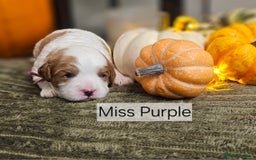 Cavapoo dogs for sale: **1 Left** F1 Health tested Cavapoo's - Image 3