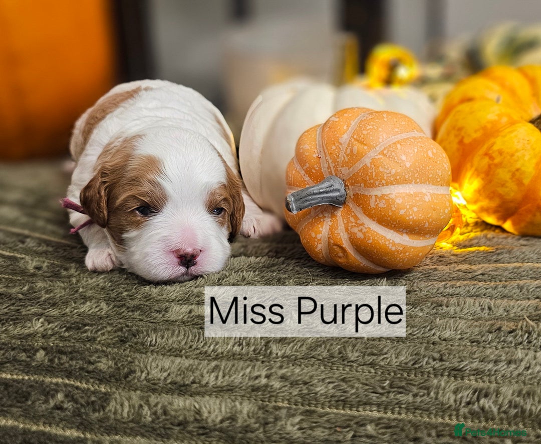 Cavapoo dogs for sale: **1 Left** F1 Health tested Cavapoo's - Image 3