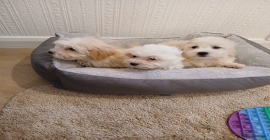 Maltipoo dogs - Advert 9