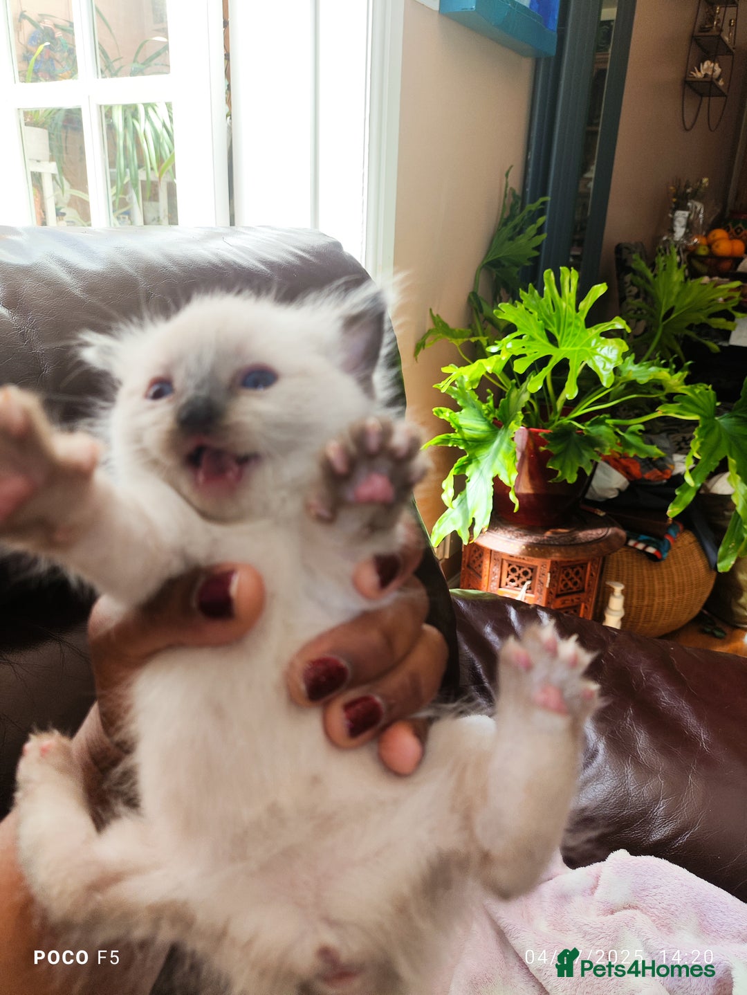 Mixed Breed cats for sale: Ragdoll Bengal mix kittens available for sale - Image 5