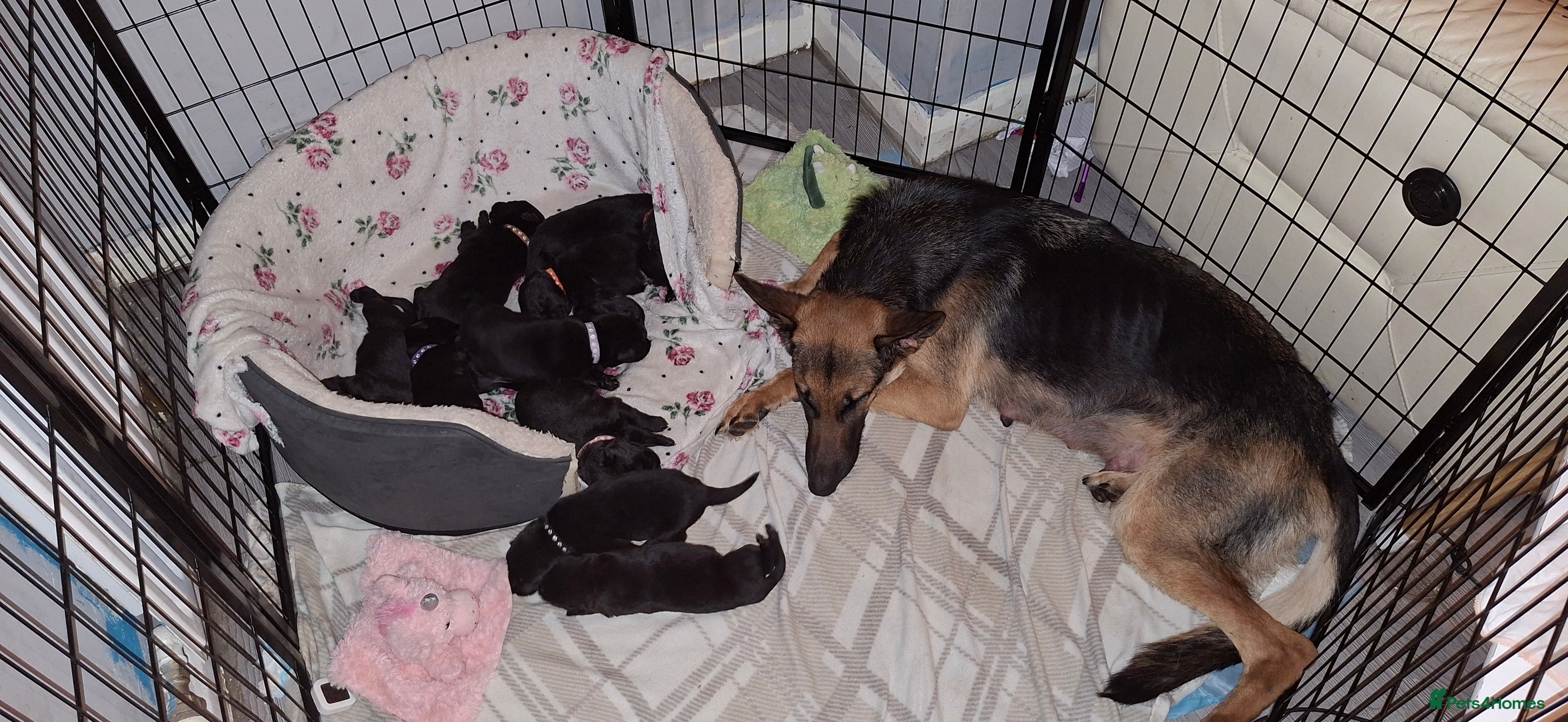 Sheprador dogs Shepherdor puppies  - Advert 2