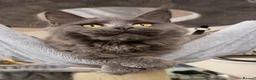 Maine Coon cats for sale: 🔥*TWO BEAUTIFUL SOLID BLUE MAINE COON FEMALES*🔥  - Advert 14