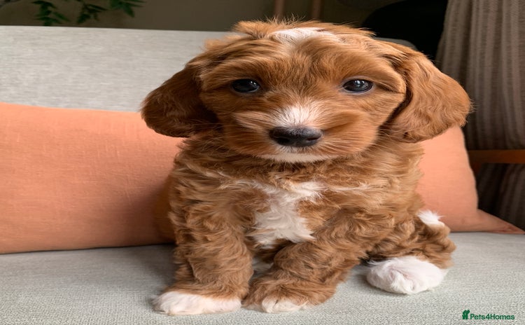 Cockapoo dogs - Advert 2