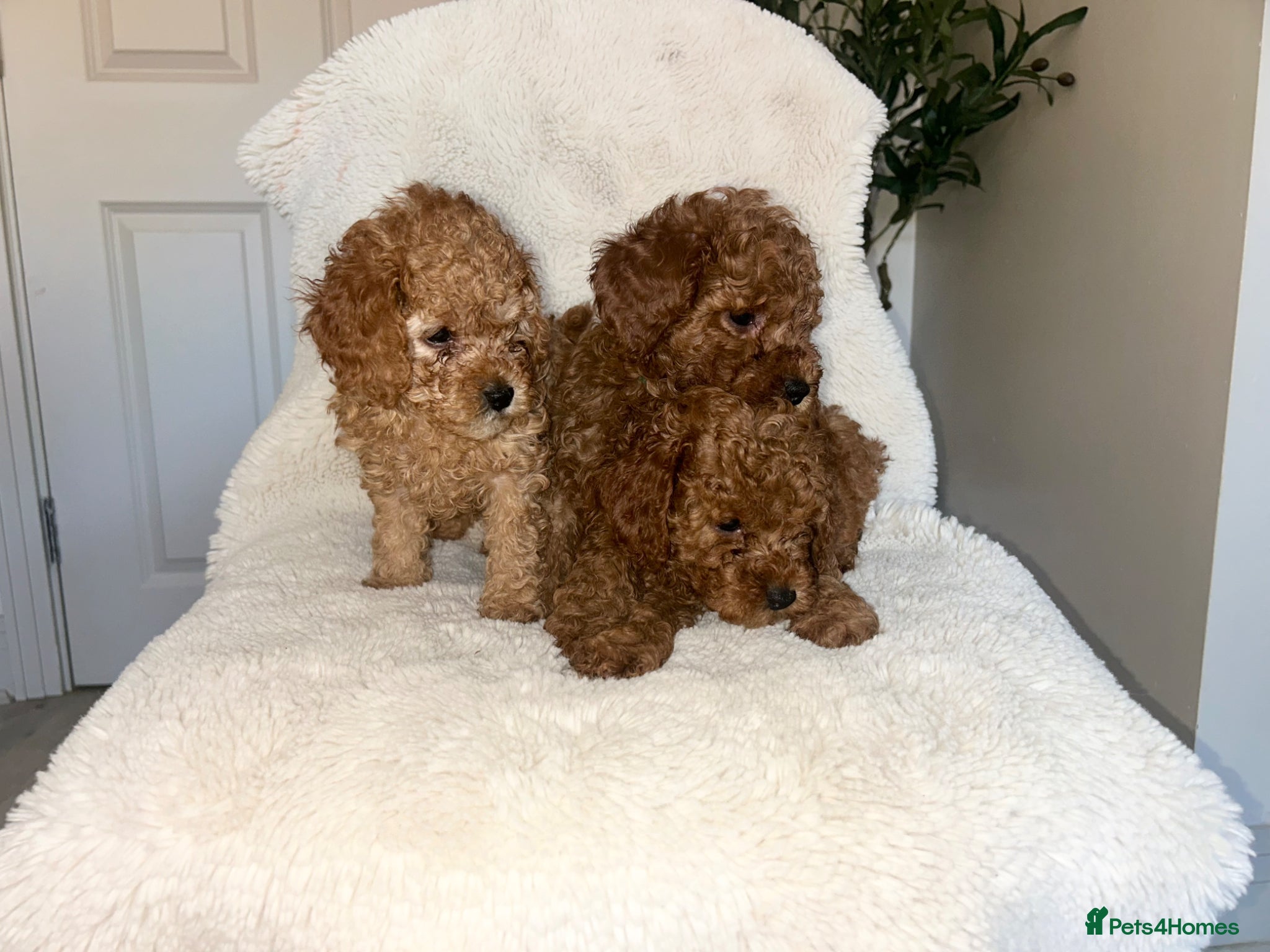 Cavapoo dogs *5 BEAUTIFUL RED CAVAPOO PUPPIES* - Advert 1