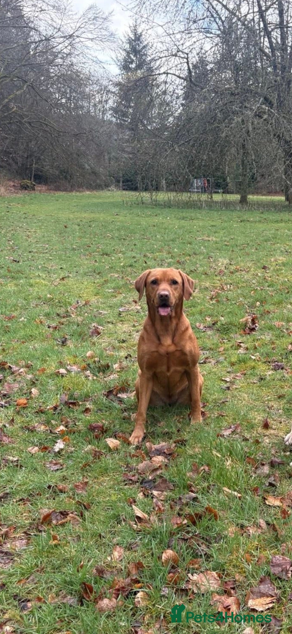 Labrador Retriever dogs Fox Red Labrador Retriever  - Advert 7